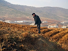 В КНДР 40% населения могут оказаться на грани голодной смерти