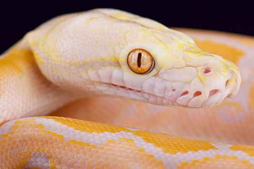В Индии нашли редкую змею-альбиноса