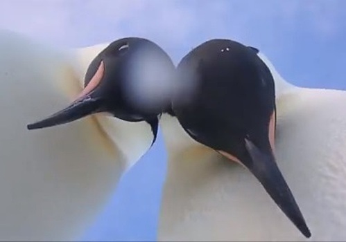 Пингвины нашли камеру и засняли селфи