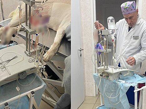 Московские ветеринары спасли алабая с тяжелым случаем пироплазмоза