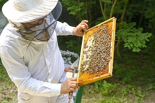 Популярные инсектициды все-таки опасны для пчел