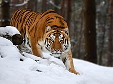 Первого в 2026 году конфликтного тигра отловили в Приморье