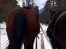Туристов прокатили на санях по усыпанной навозом дороге в Архызе