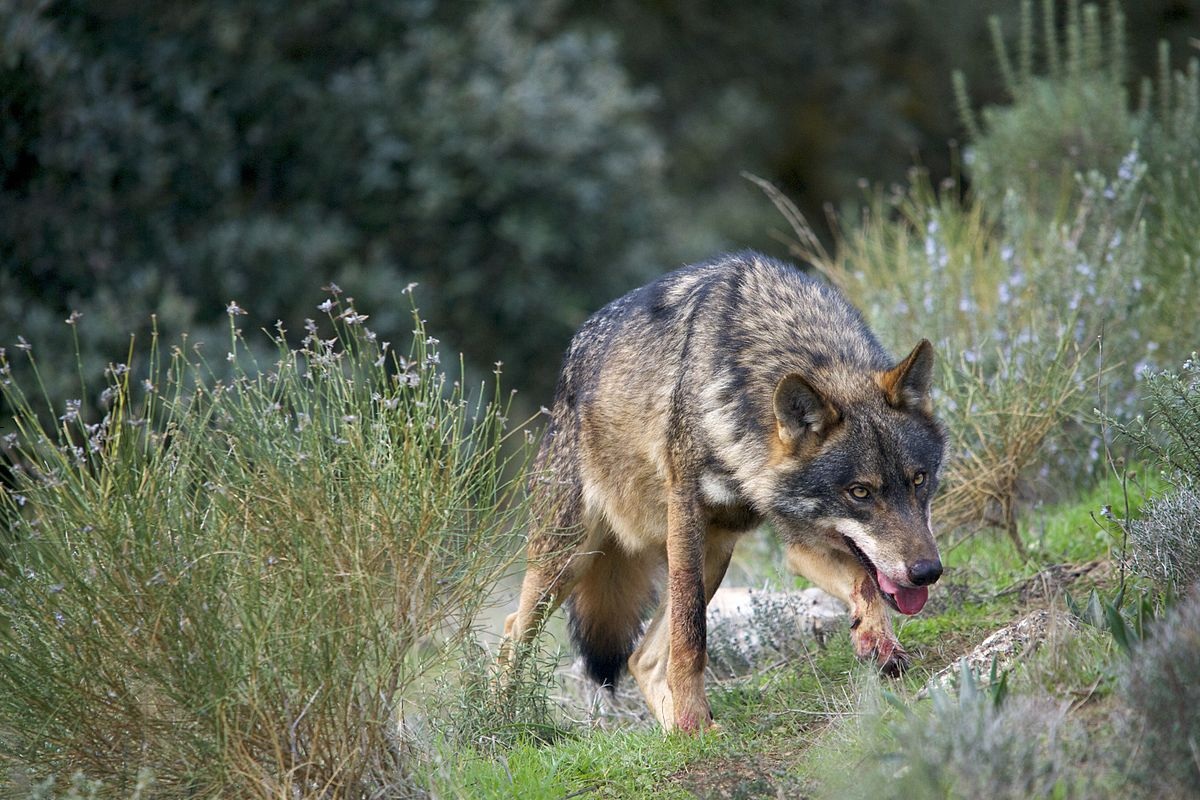 Профессор МГУ оценил новость о воскрешении вымершего древнего лютоволка