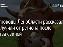 Животноводы Ленобласти рассказали, что получили от региона после убийства свиней