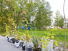 Надымчане высадили в городских скверах более 300 деревьев