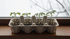 Меньше мусора — больше урожая: неожиданные способы посева рассады