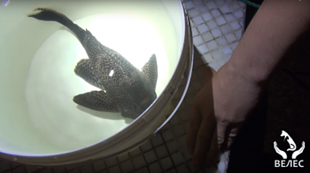 Зоозащитники спасли аквариумного парчового сома, который плавал в фонтане (ВИДЕО)