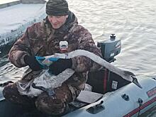 Сотрудники курского минприроды освободили от лески лебедя