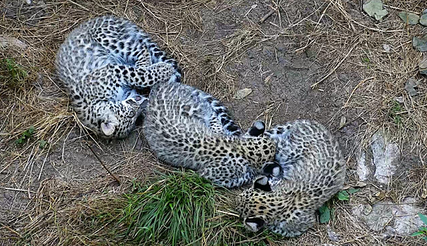 Котята переднеазиатского леопарда получили имена