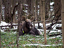Юные москвичи выбрали имена для жителей «Лосиного острова»