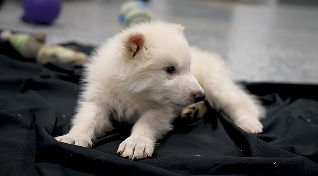 Возрождение лютоволков, эпоха ИИ и жизнь на экзопланетах: крупнейшие научные события 2025 года