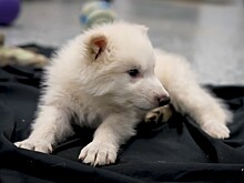 Возрождение лютоволков, эпоха ИИ и жизнь на экзопланетах: крупнейшие научные события 2025 года