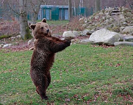 Медведь проник на территорию частного дома в Братске