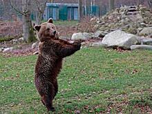 Медведь проник на территорию частного дома в Братске