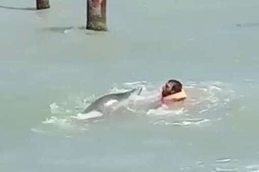 В Азербайджане тюлень напал на купавшихся в море людей
