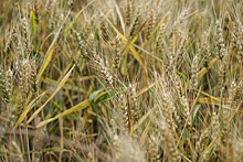 Исследовано влияние лекарства от грибка на пшеницу