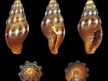 В России используют яд моллюсков для создания обезболивающих препаратов