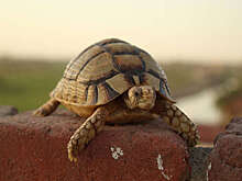 Злоумышленники украли двух редких черепах из зоопарка Индианаполиса в США