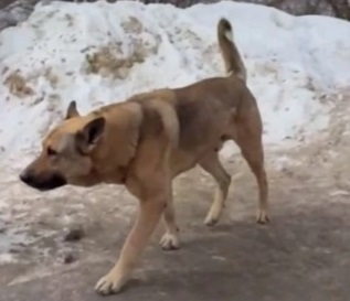 Агрессивная собака покусала детей и домашнего питомца на Щелоковском хуторе