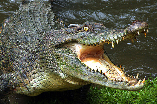 Daily Mail: в Австралии крокодил напал на сотрудника зоопарка во время кормления