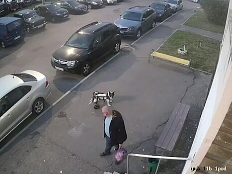 Полиция задержала мужчину, избившего собаку-инвалида в Подольске