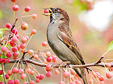 Пьяные птицы громят город в США