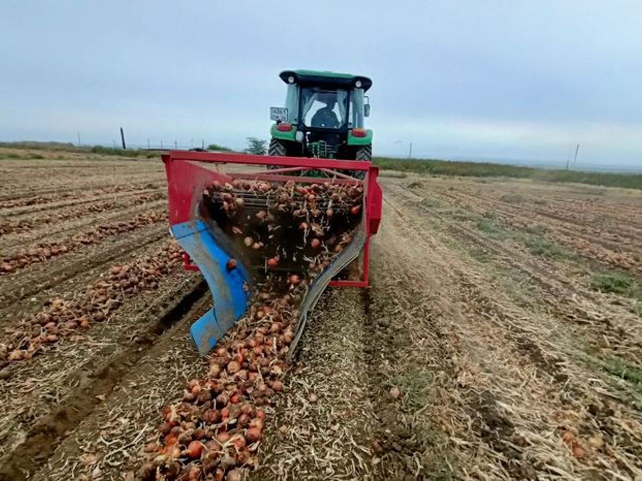 Современные технологии производства репчатого лука приносят большой урожай  Ставрополью - Рамблер/женский