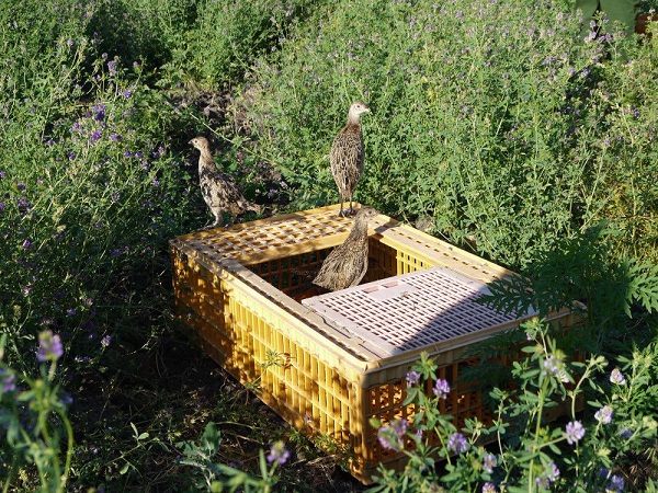 В Матвеево-Курганском районе выпустили в естественную среду обитания 60 фазанов