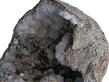 В яйце динозавра обнаружен сюрприз