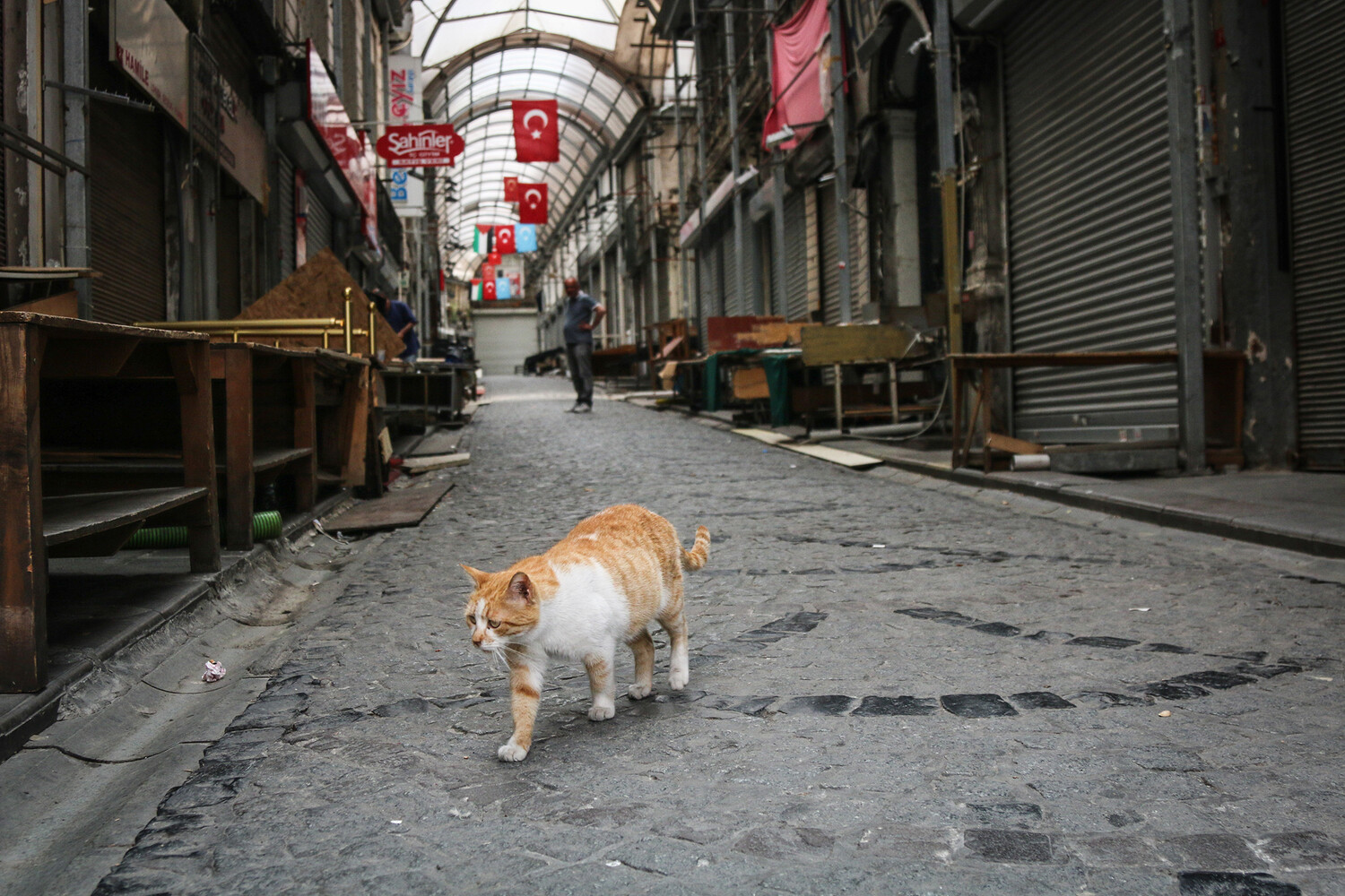 В турецком Кахраманмараше на 21-й день после землетрясения спасли кота