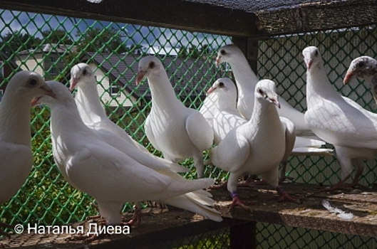 Элитное хобби: костромской голубевод сохраняет хобби графа Орлова