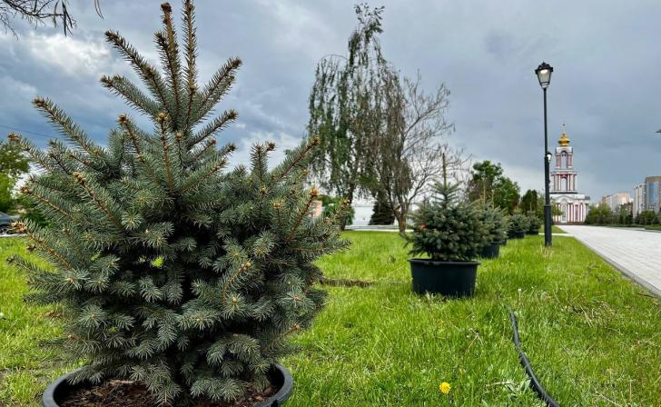 В Курске перед Триумфальной Аркой высадили 10 голубых елей