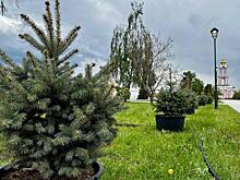 В Курске перед Триумфальной Аркой высадили 10 голубых елей