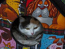 Подвальные продухи домов Ижевска откроют для кошек