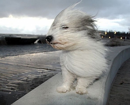 МЧС предупредило об усилении ветра в Петербурге