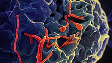 Вирусологи нашли ахиллесову пяту у лихорадки Эбола
