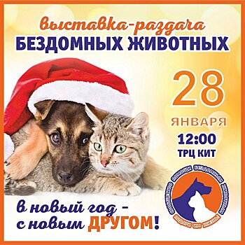 В Оренбурге пройдёт благотворительная выставка бездомных животных
