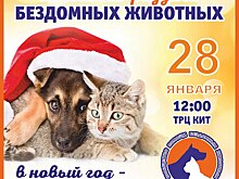 В Оренбурге пройдёт благотворительная выставка бездомных животных