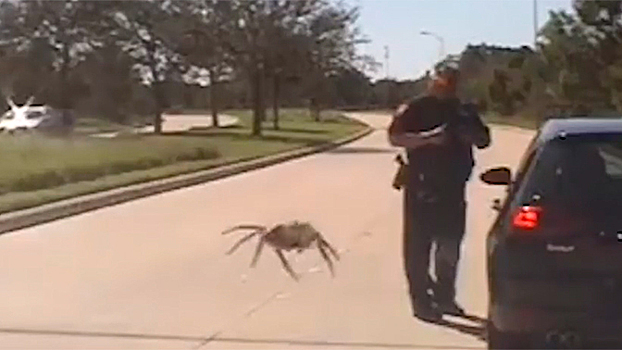 Бесшумный охотник: гигантский паук «подкрался» к полицейскому