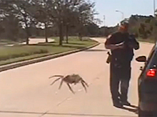 Бесшумный охотник: гигантский паук «подкрался» к полицейскому