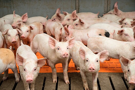 АГРОЭКО укрепилась в ТОП-5 производителей свинины в России