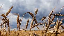 Эксперт спрогнозировал резкое сокращение урожая зерновых на Украине