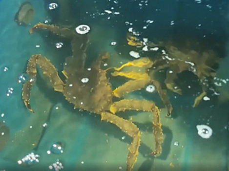 В Мурманской области полицейские перекрыли канал незаконного сбыта крабов