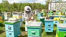 Жители села Армиево отметили Всемирный день пчелы