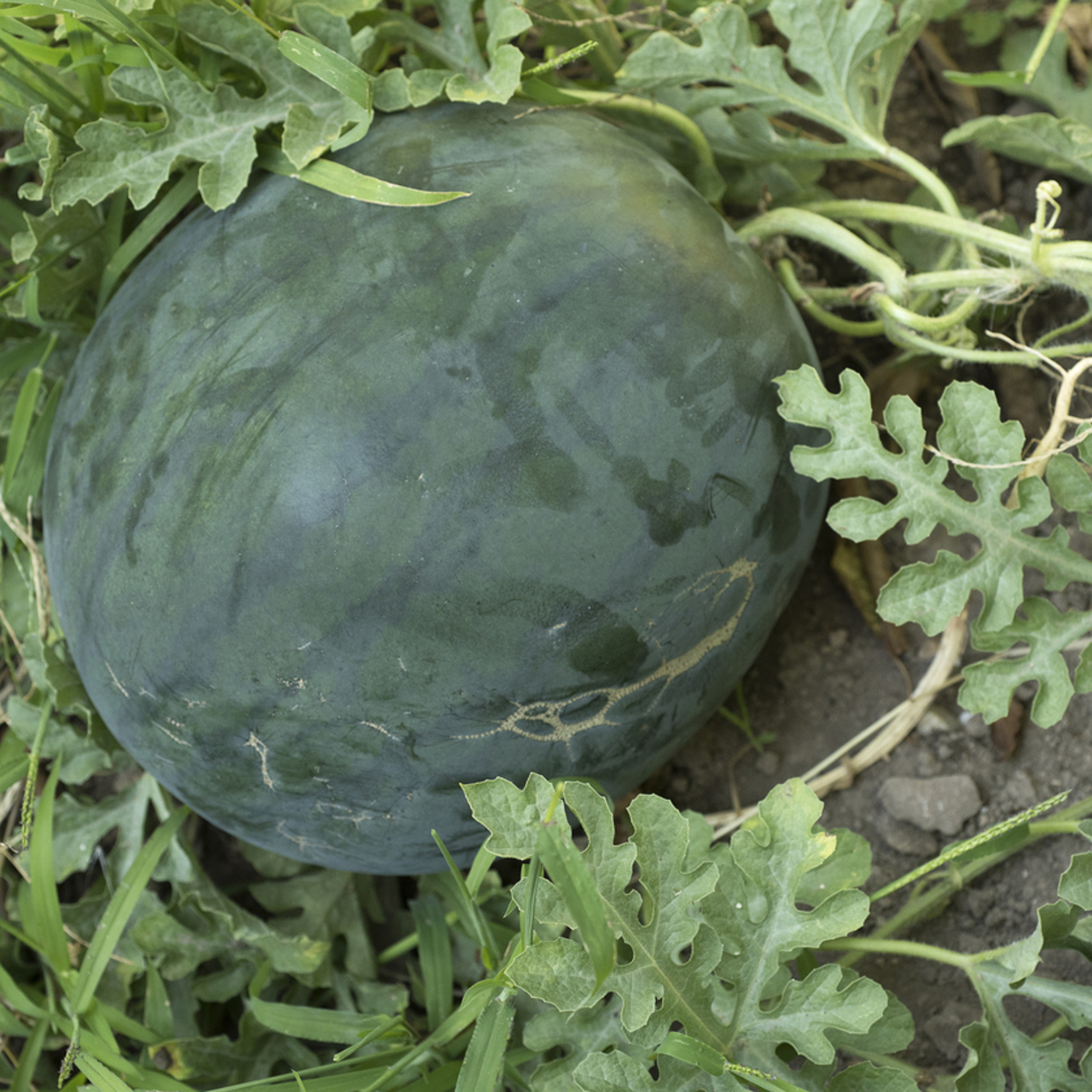 Как достичь урожайной бахчи даже в Средней полосе России?