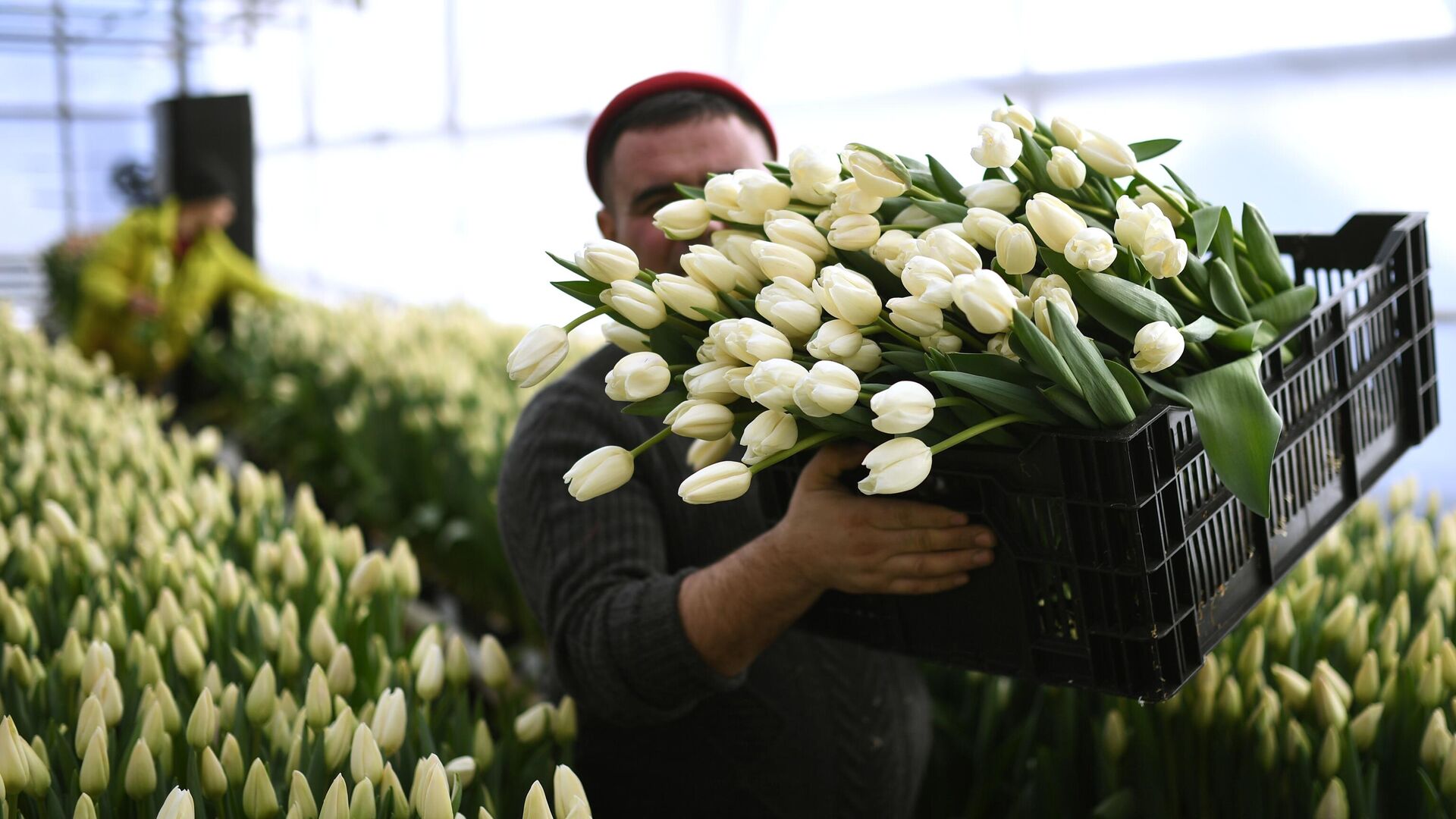 Драка продавцов тюльпанов во Владивостоке попала на видео