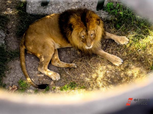 Симба на новом месте: спасенный челябинским ветеринаром лев временно переехал из реабилитационного центра Танзании