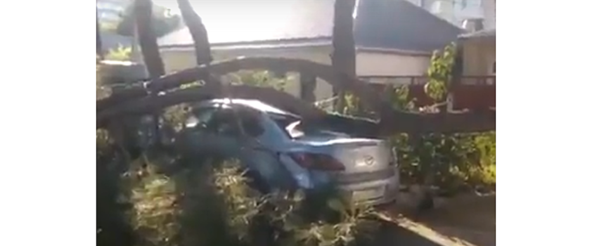В Анапе тяжелая ветка раздавила автомобиль москвича. Видео