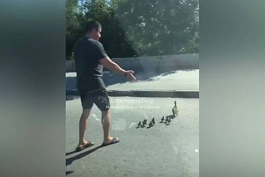 В Новосибирске водитель перевел уток через дорогу и попал на видео